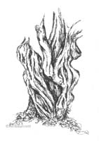 Fire Tree